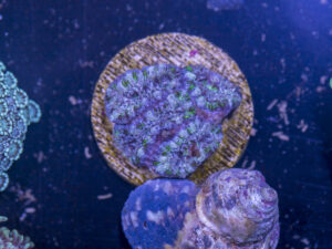D07 - Acan