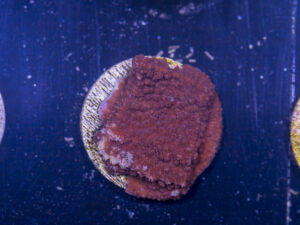 E05 - Montipora