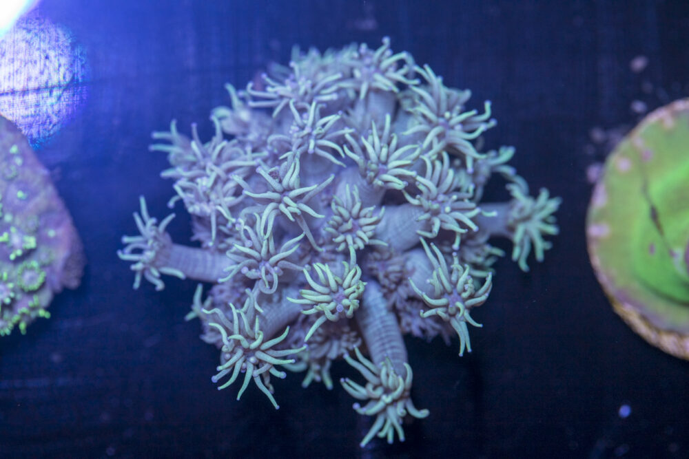 E11 - Goniopora