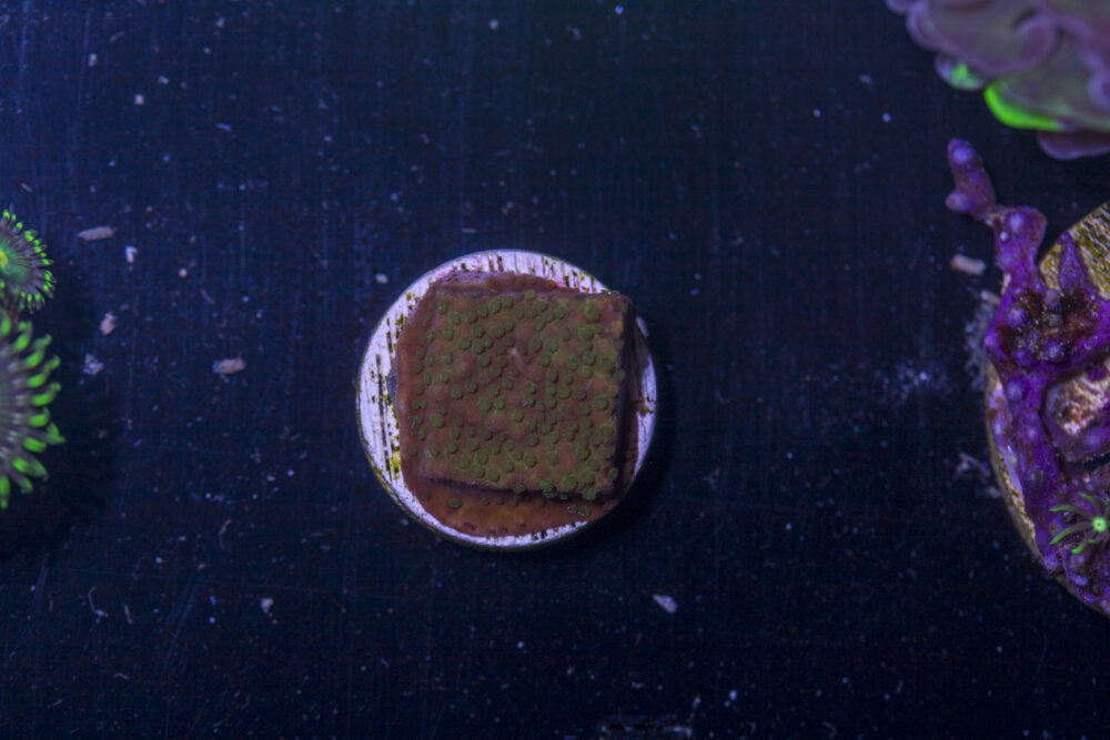 E14 - Montipora