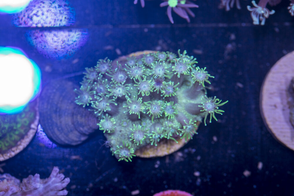 G07 - Goniopora