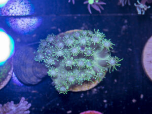 G07 - Goniopora