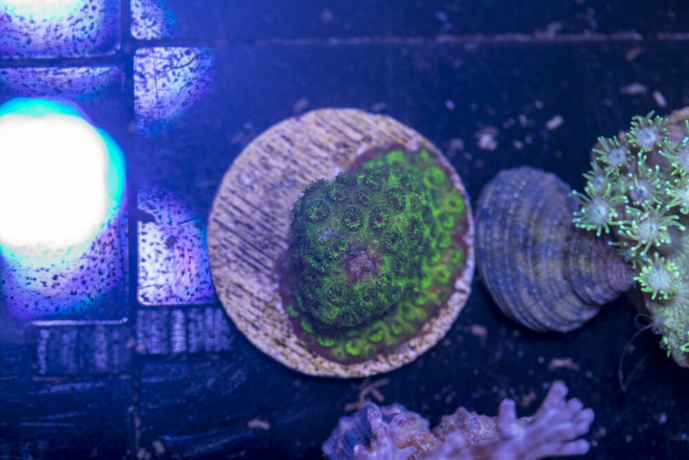 G08 - Cyphastrea