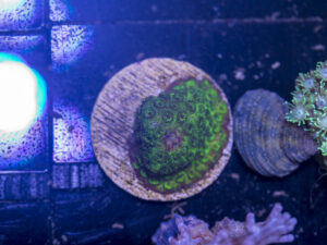 G08 - Cyphastrea
