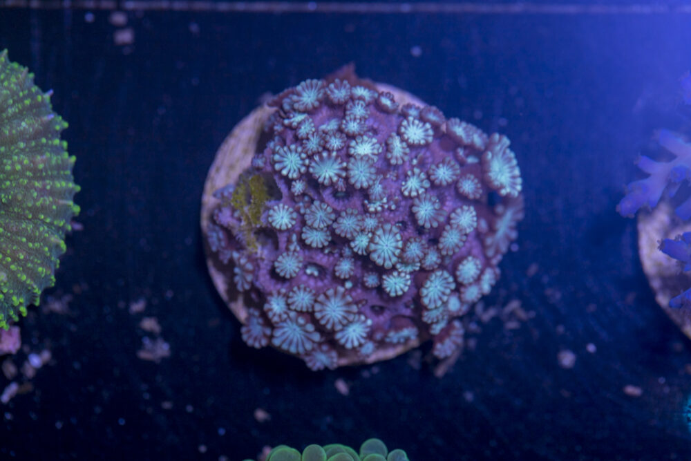 G10 - Alveopora