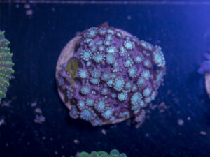G10 - Alveopora