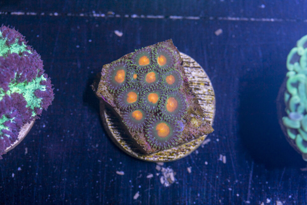 G13 - Zoanthids