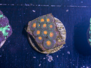 G13 - Zoanthids