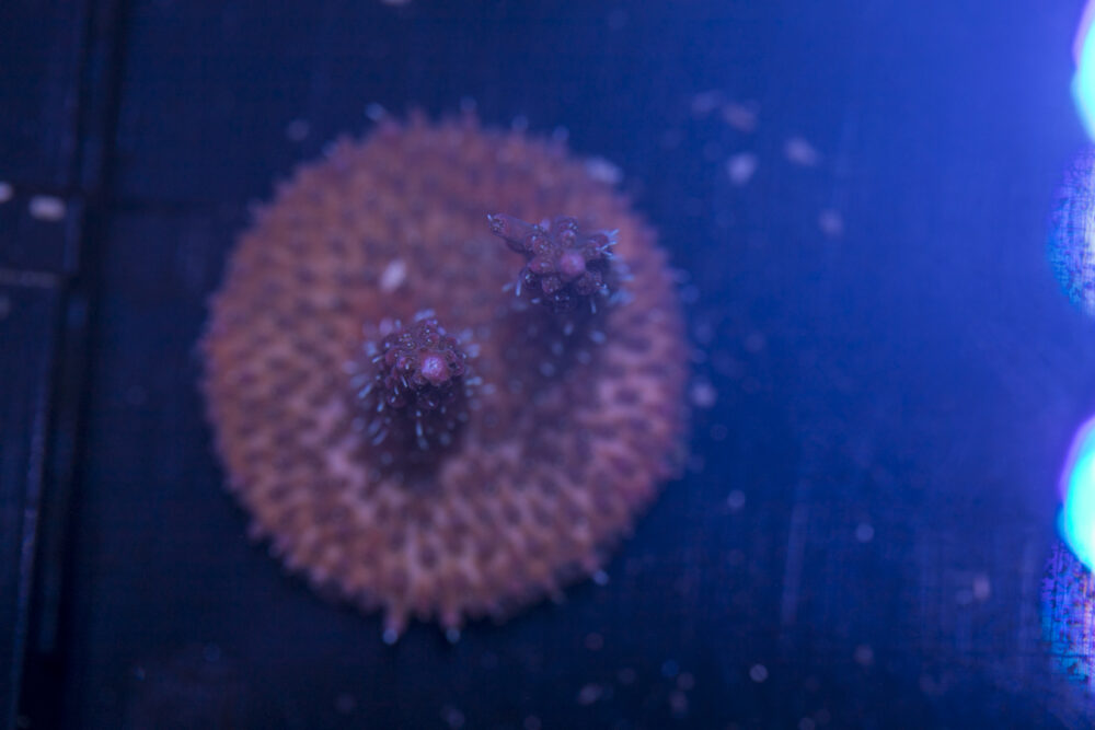 H01 - Acropora