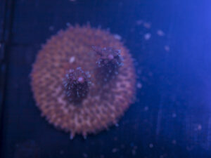 H01 - Acropora