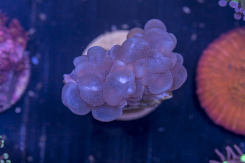 H04 - Bubble