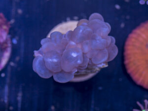 H04 - Bubble