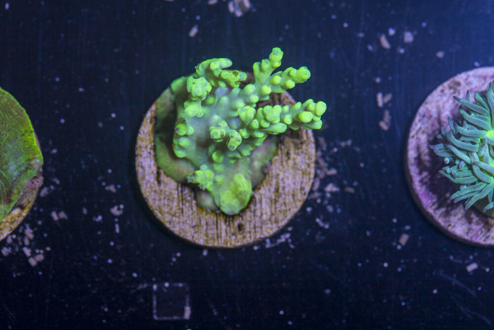 H12 - Acropora