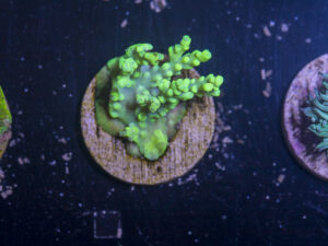 H12 - Acropora