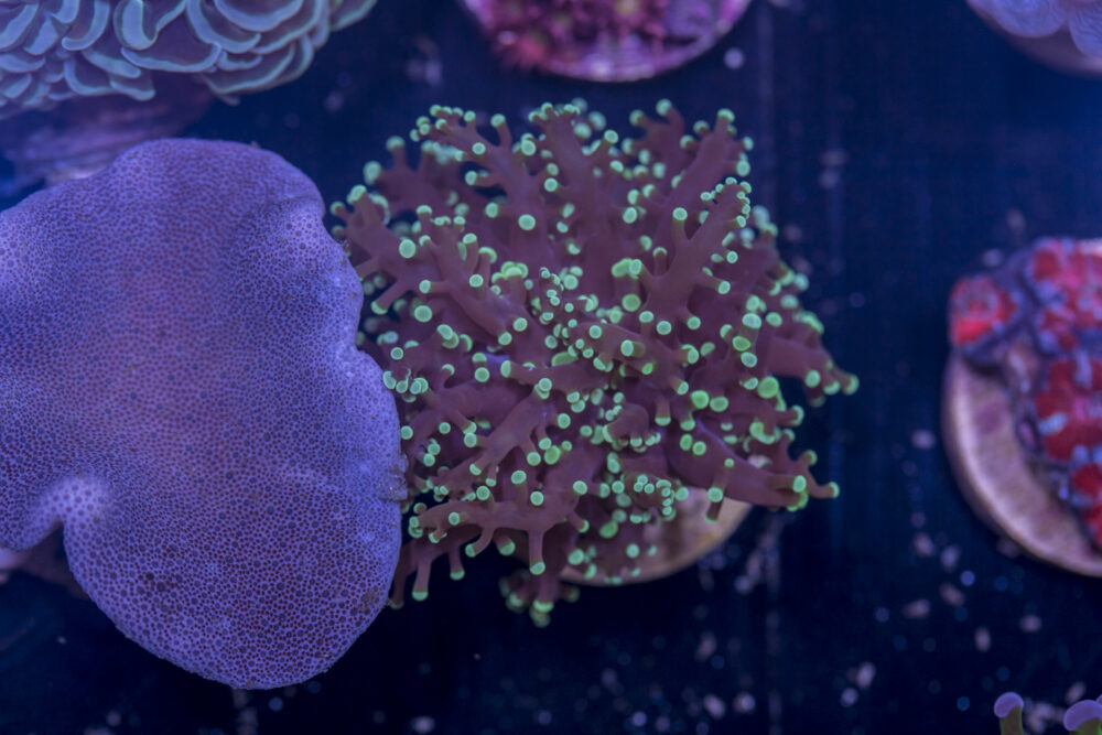 I06 - Frogspawn