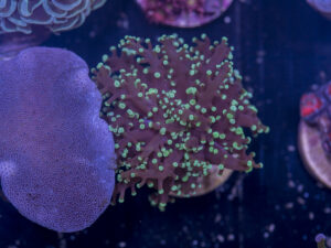 I06 - Frogspawn