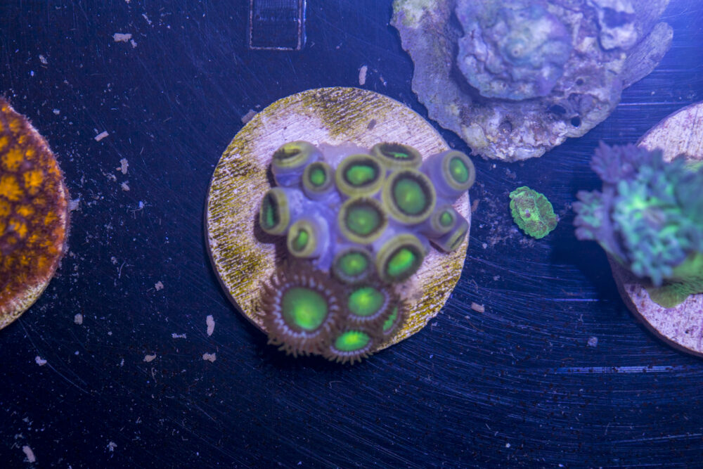 I11 - Zoanthids