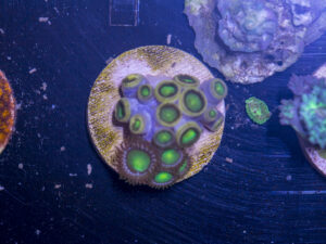 I11 - Zoanthids