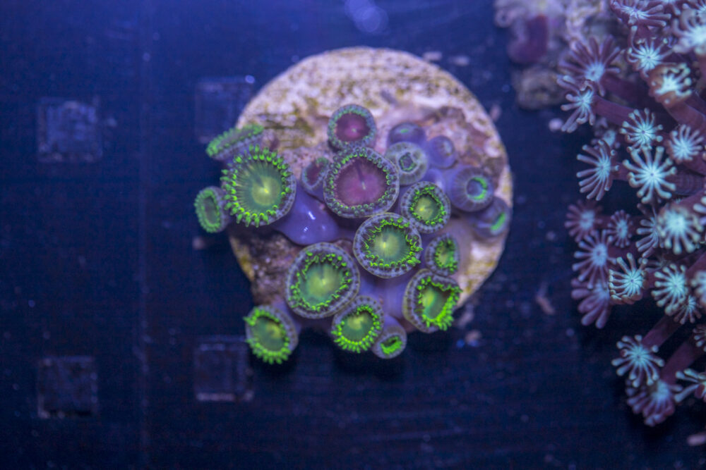 J08 - Zoanthids