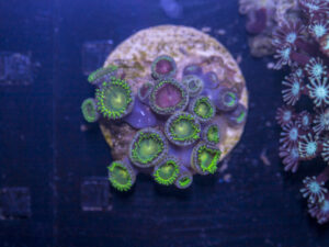 J08 - Zoanthids