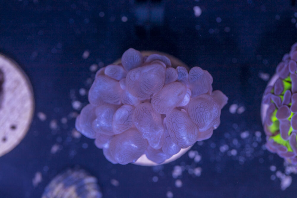 L04 - Bubble