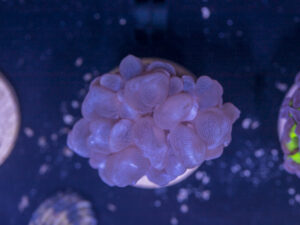 L04 - Bubble
