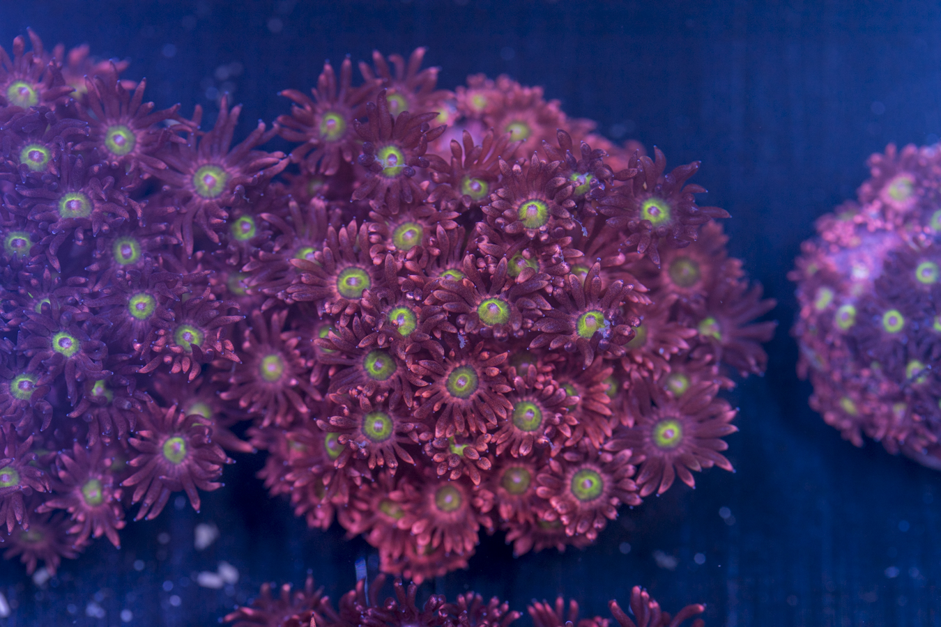 Goniopora 1 Goniopora