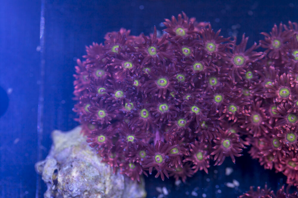 Goniopora