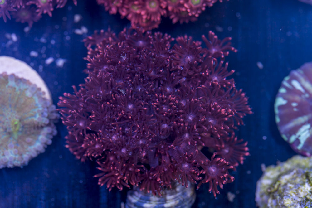 Goniopora