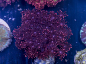 Goniopora