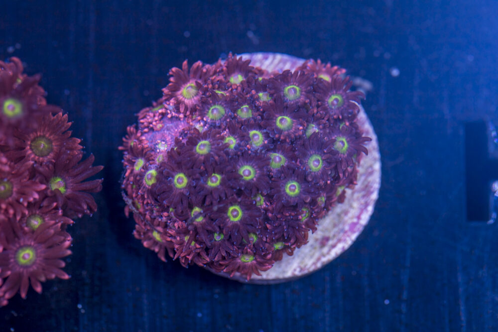 Goniopora