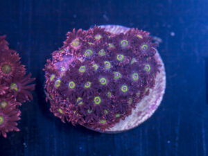 Goniopora