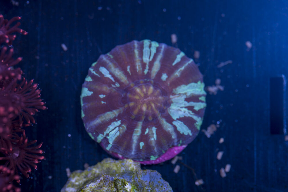 Scolymia