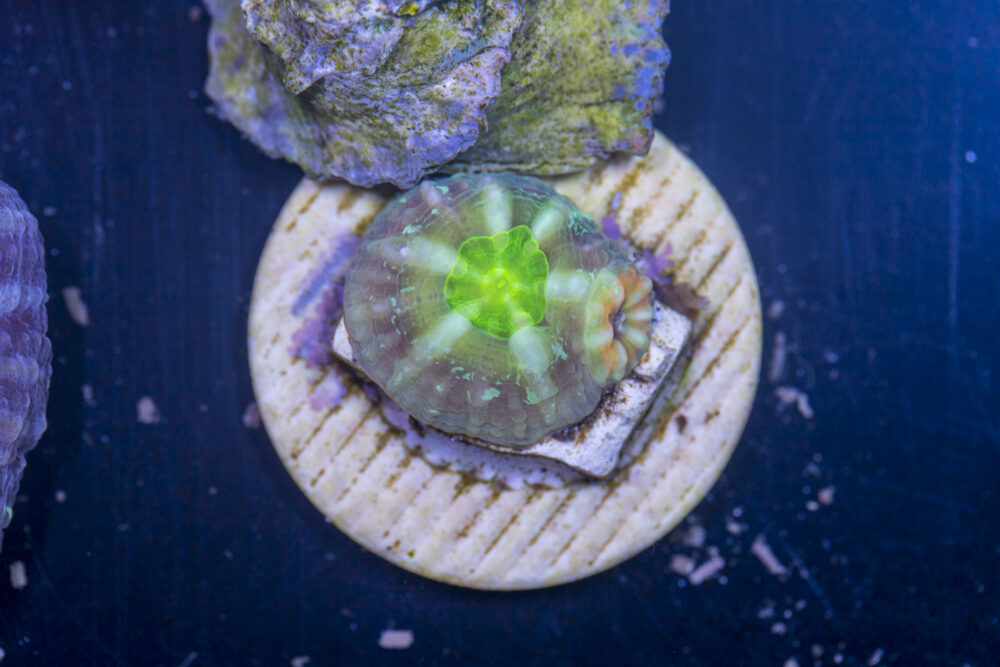 L20 - Lobophyllia