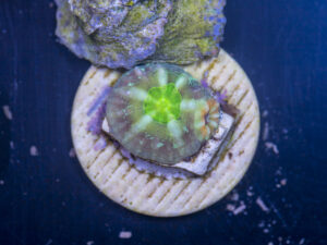 L20 - Lobophyllia