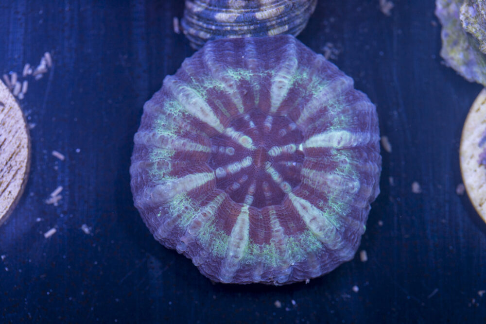 Scolymia