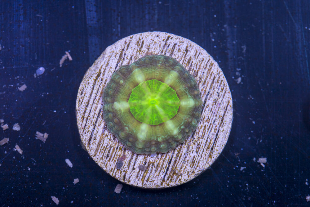 L17 - Lobophyllia
