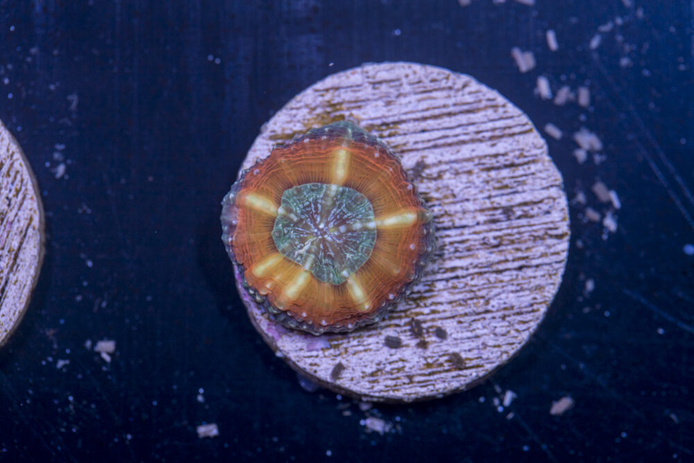 L16 - Lobophyllia