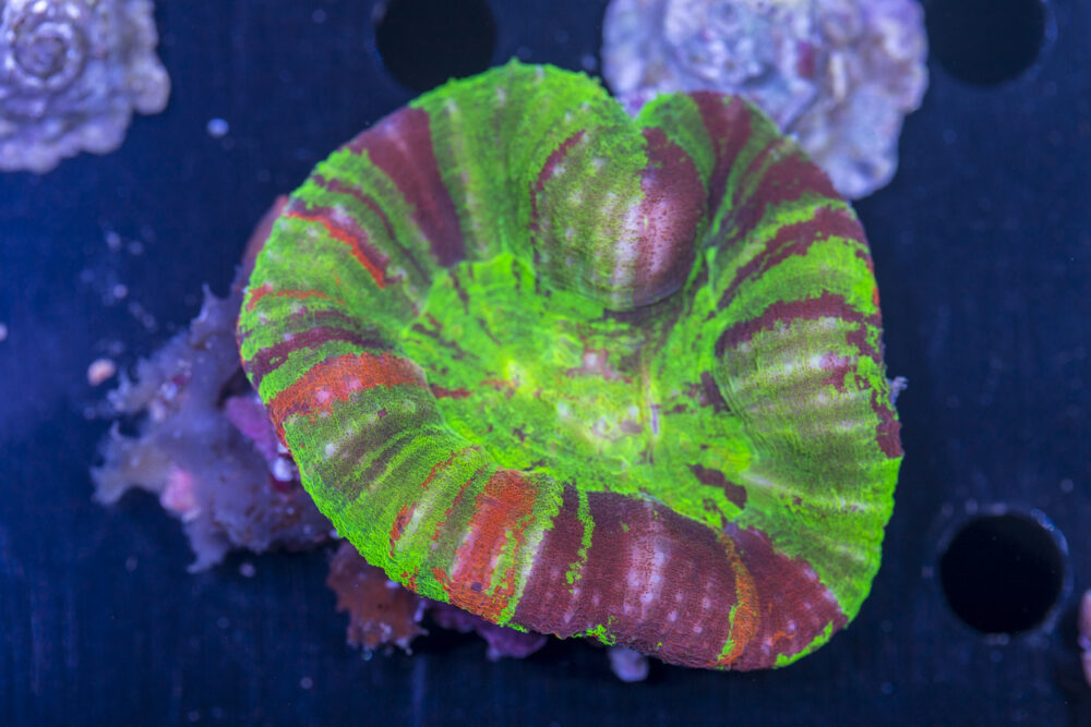 Scolymia