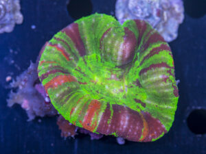Scolymia