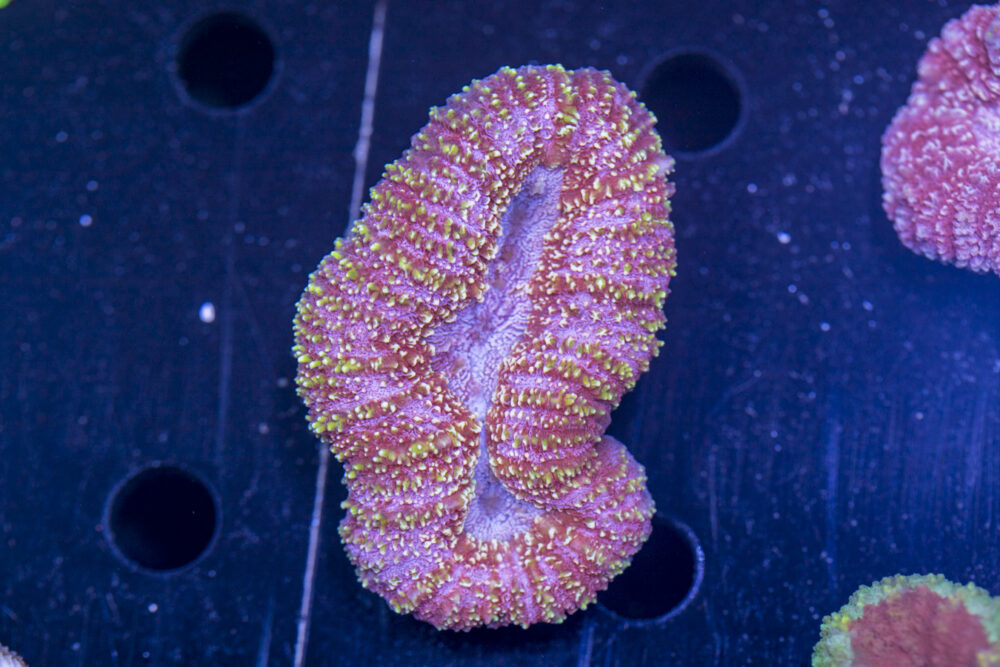 Lobophyllia