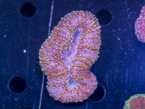 Lobophyllia