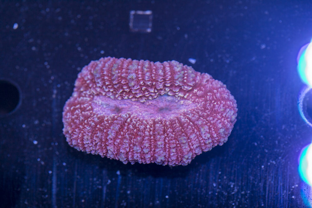 Lobophyllia
