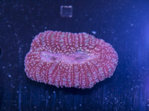 Lobophyllia