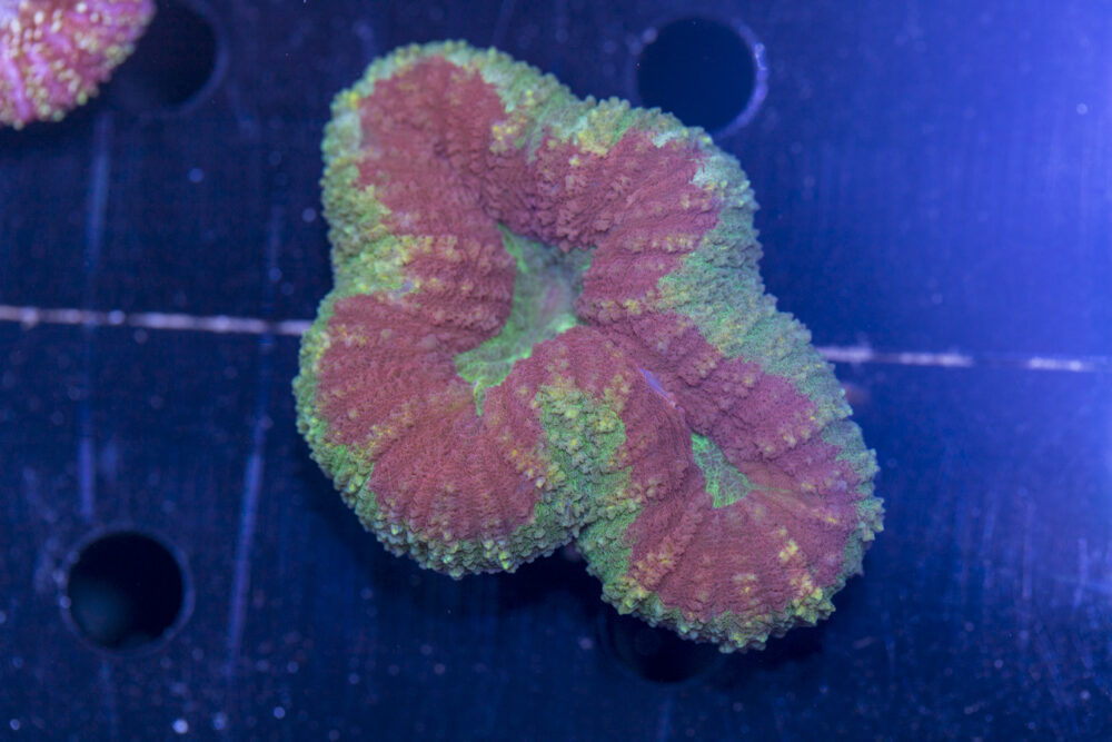 Lobophyllia