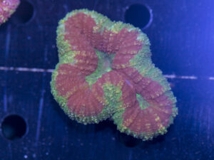 Lobophyllia