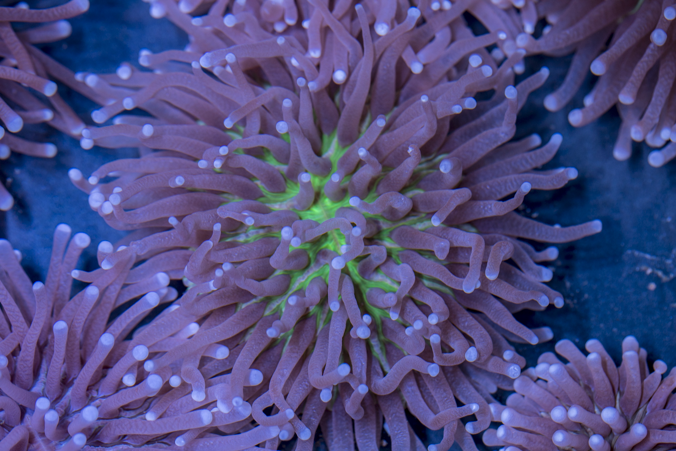 Heliofungia 1 Heliofungia