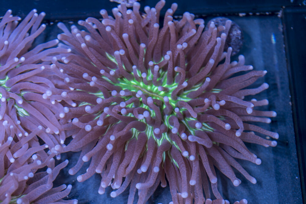 Heliofungia