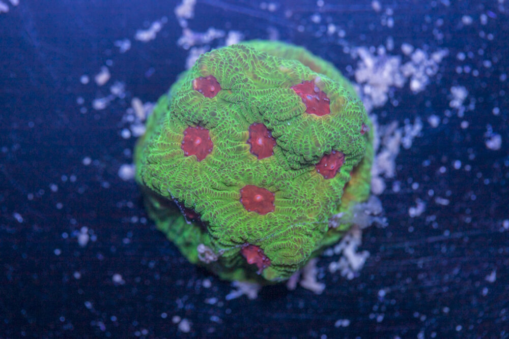 Favia - Candy Corn