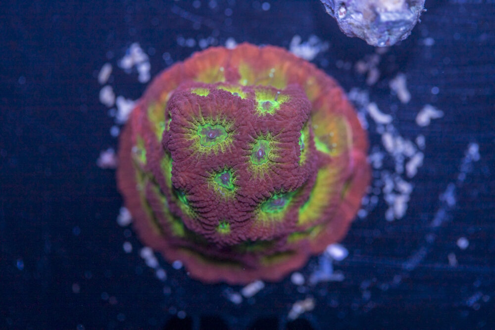 Favia - Lemon Lime